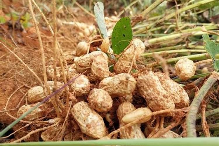 花生米埋土可做肥料吗