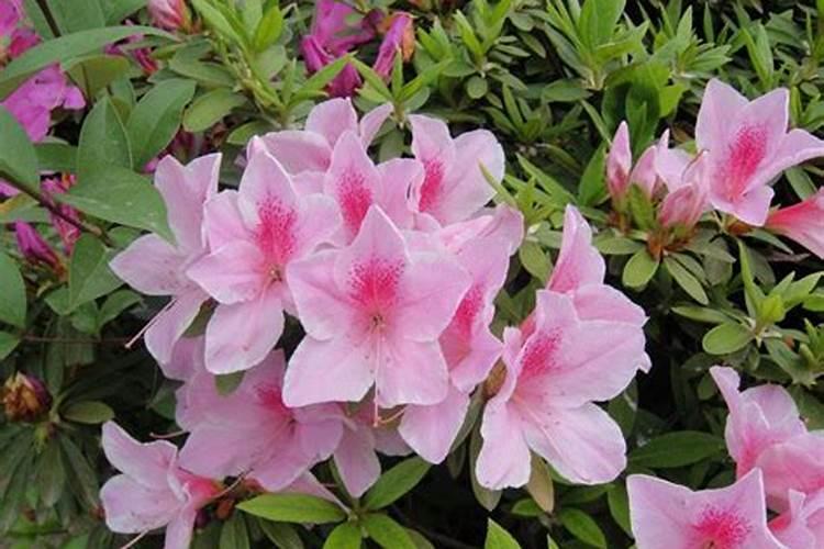 毛杜鹃盆景什么时候施肥最好