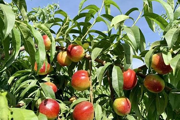 桃的原产地分布,果树种植技术