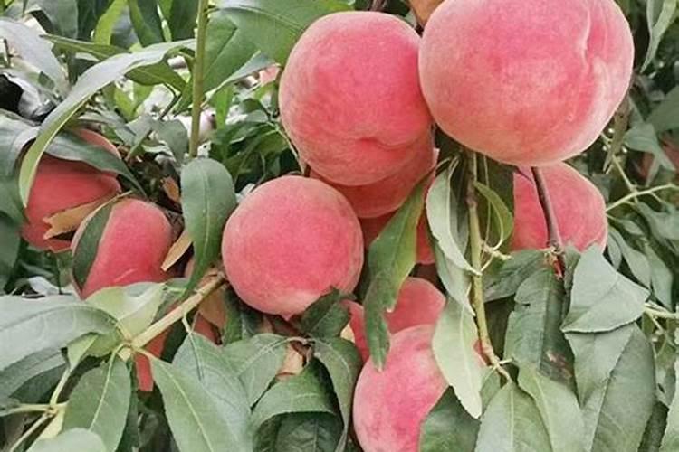 我国哪里的桃子好吃,桃子的原产地分布及桃子之乡