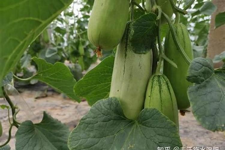 甜瓜膨大期用什么肥好