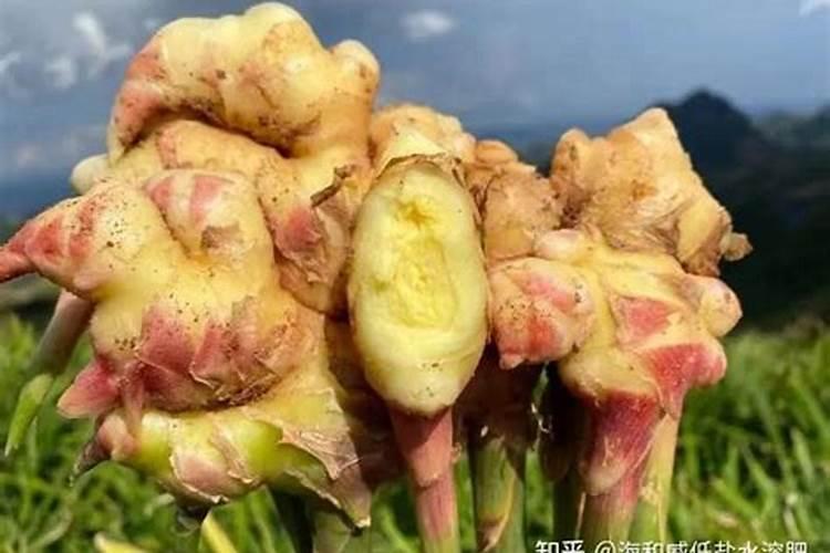 中央铁令:2020年重点工作扩大有机肥替代化肥区域