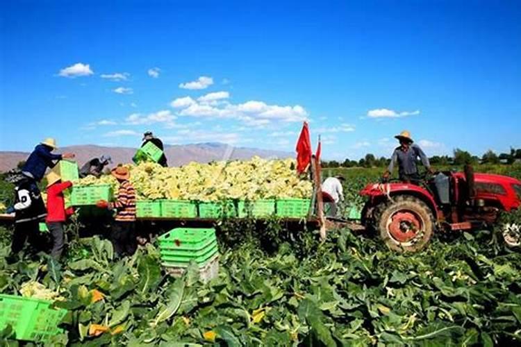 有机菜花用高钾高钙的冲施肥行吗？