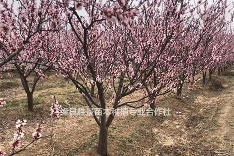 杏树秋天施肥