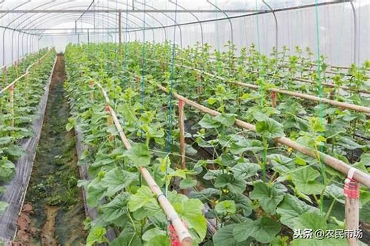甜瓜膨大期用什么肥好