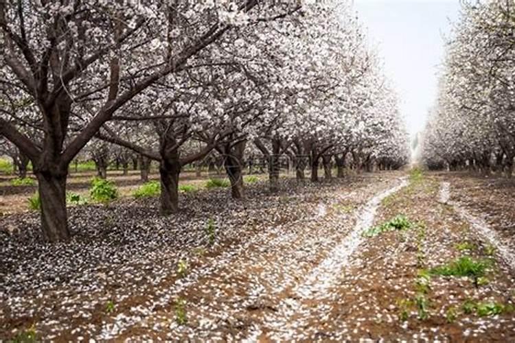 杏树在什么时期需要追肥？