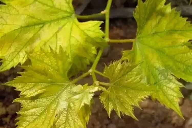 葡萄叶子上有黄斑是什么病