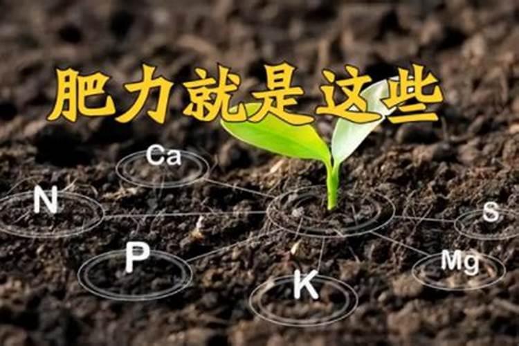 土壤肥力应该怎样提高？记住这几点!