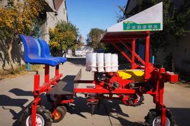 娃娃菜种植时间及栽培技巧 娃娃菜应该怎么养殖