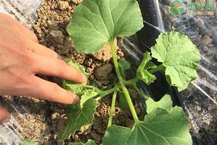 甜瓜使用水溶肥的好处？甜瓜生长期用什么肥料效果好？