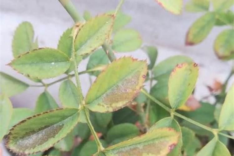 黄瓜如何平衡施肥？黄瓜施肥需要注意什么？