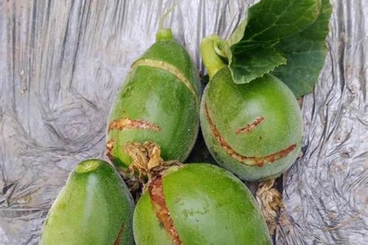 甜瓜最忌三种肥料