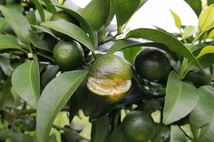 如何种植橙树,橙子树怎么种植才能高产