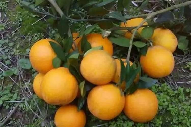 有什么技术手段可以促进花芽分化