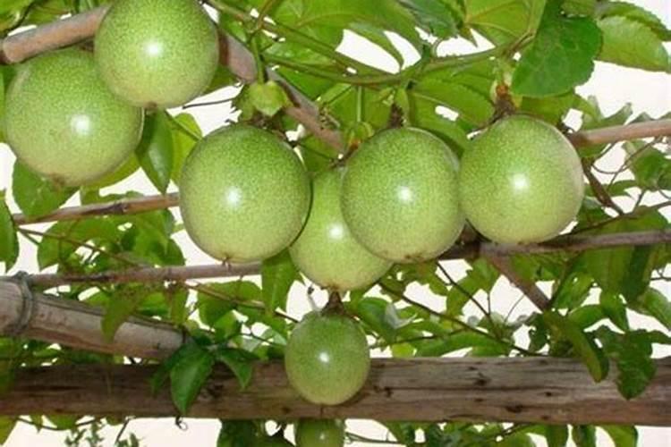 小麦春季用脲胺氮肥好吗？