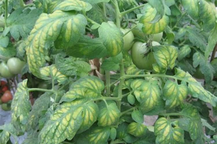 冲什么肥能让西红柿叶片油亮