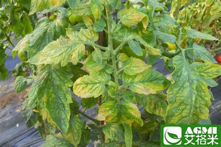 西红柿最下面叶发黄,并叶片上有点斑,这是什么情况