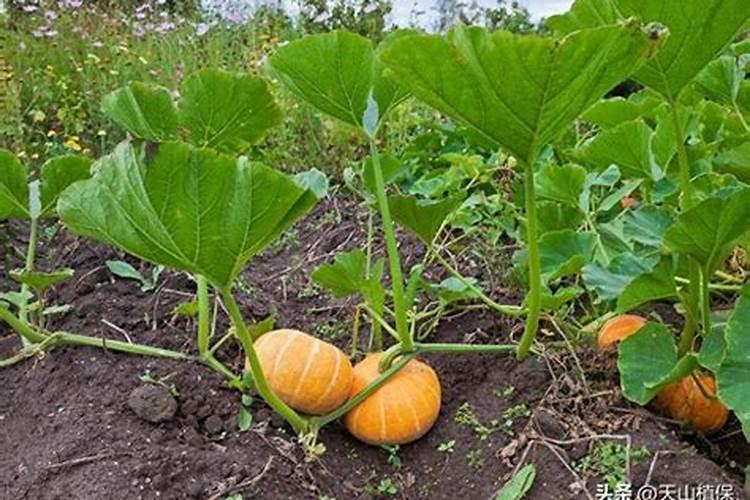 南瓜需要施什么肥料(一般种植南瓜什么时候施肥方法)