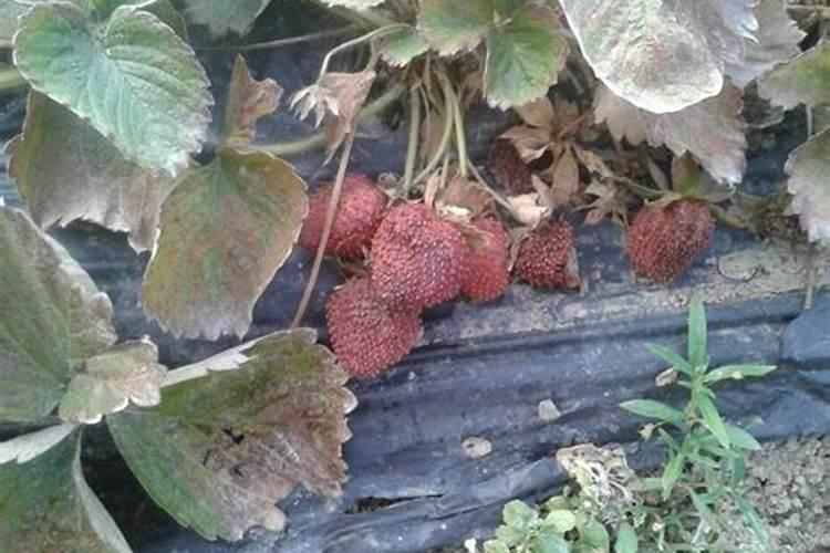 草莓需要叶面肥的时期及草莓叶面肥的施用要点