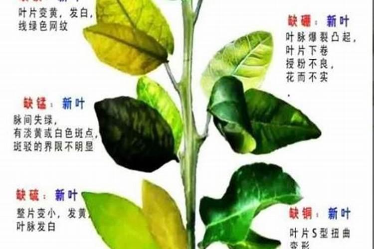 葡萄秧水大黄叶怎么办