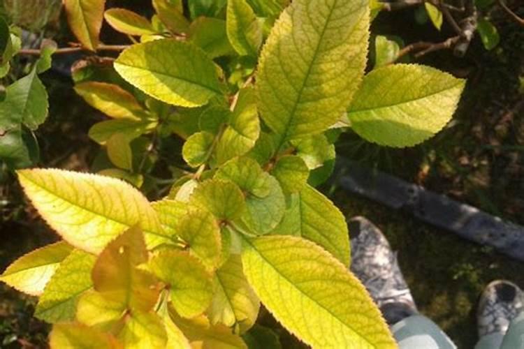 黄瓜盛花期能打药吗什么时间打好