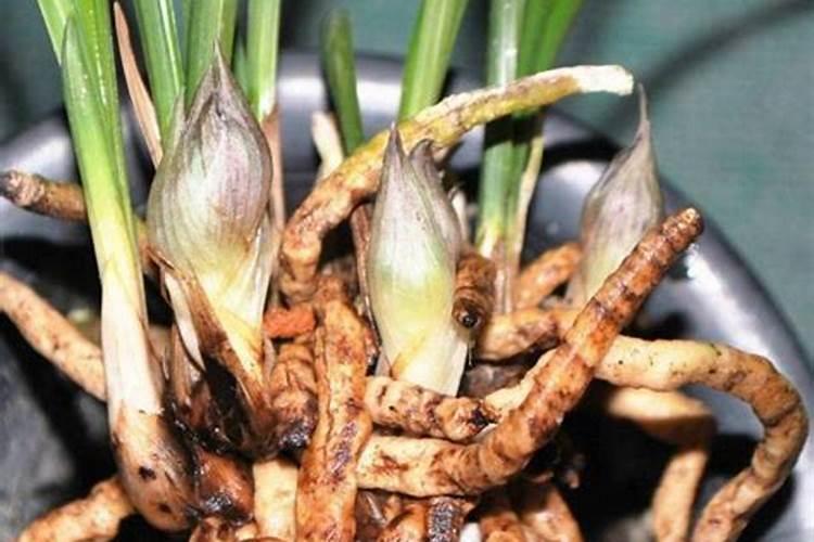 兰花什么时候施肥最好,兰花施肥用什么肥最好(氮磷钾肥)