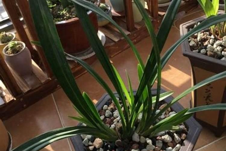 兰花开花时能施肥吗 开花的兰花能不能施肥