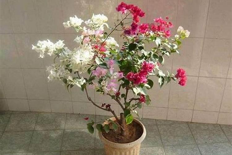 三角梅嫁接时间和方法