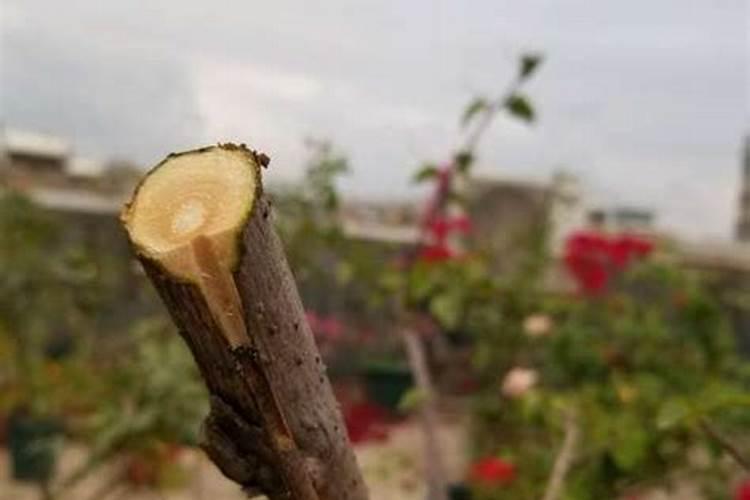 三角梅(嫁接好了什样生根快