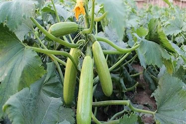 西葫芦肥料的禁忌