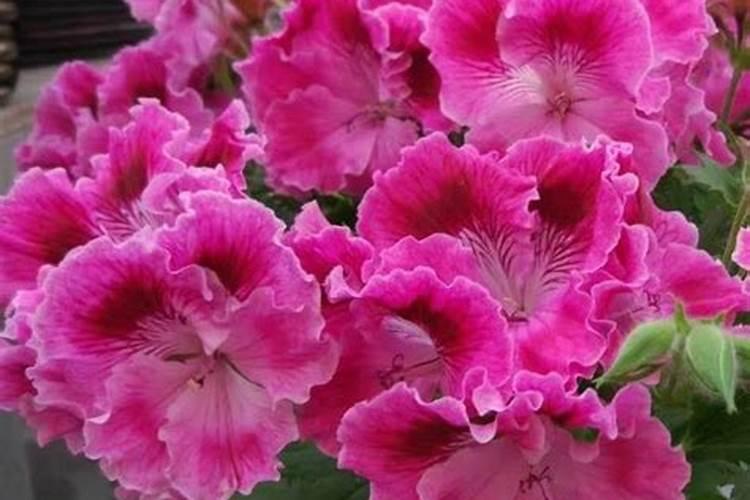 天竺葵用什么肥料最好,不同时期所需要的肥料不尽相同