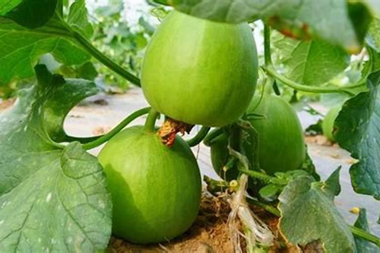 种菜籽用什么肥料好？