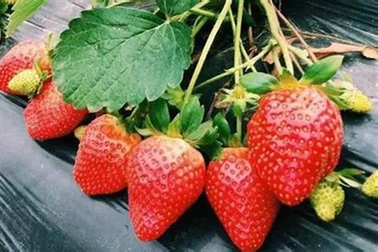 甜宝草莓花期是否可以冲施高磷肥？