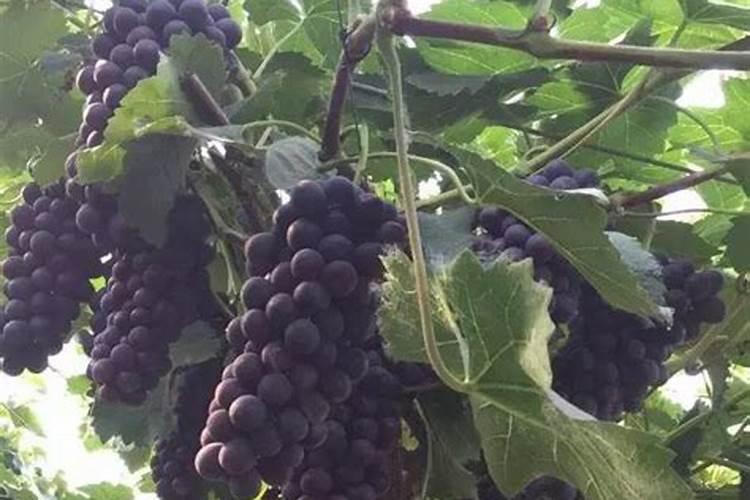 葡萄月子肥应该如何使用