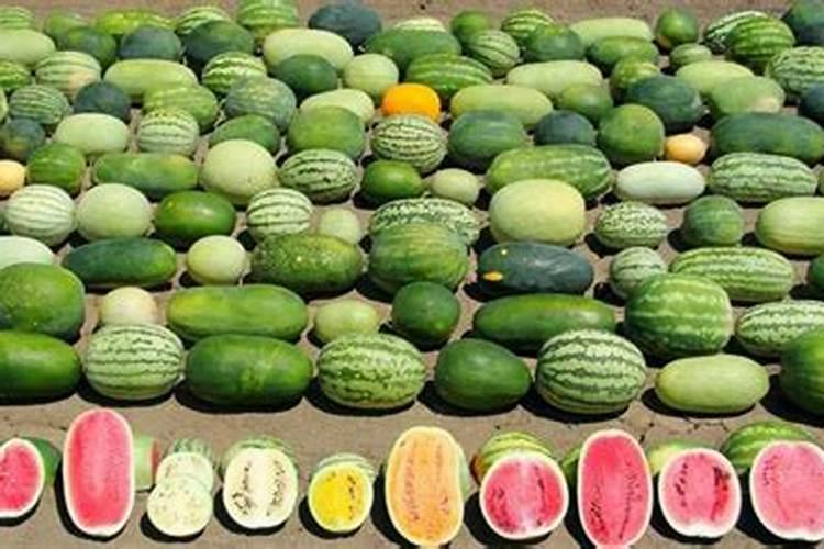 西瓜生长需要什么肥料