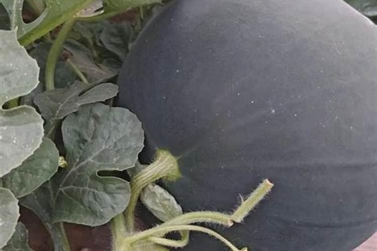 种菜用什么追肥长得快