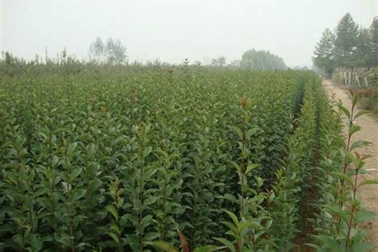 小番茄施什么肥最好