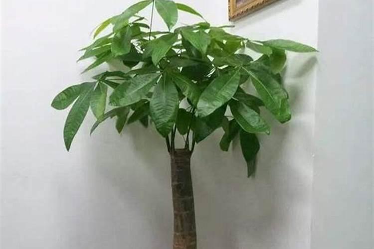 发财树施什么肥好