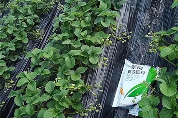 请教为何开花的时候不能施肥