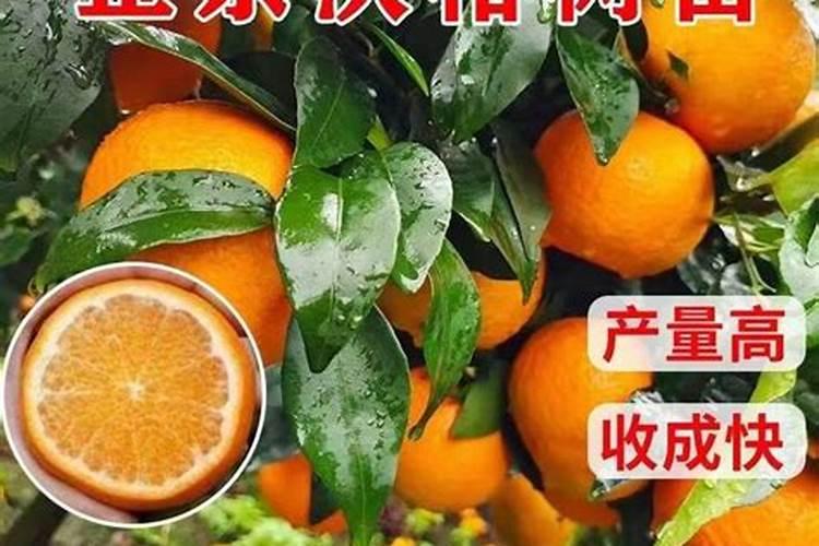 沃柑尿素肥加什么能追红