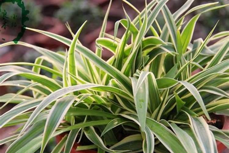 金边吊兰用什么肥料最好