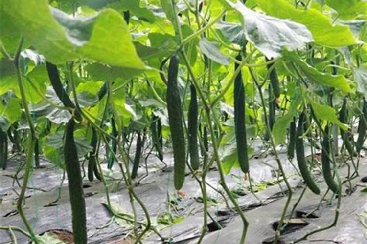 黄瓜专用水溶肥什么品牌的效果好？黄瓜膨大叶面肥什么时候用好？