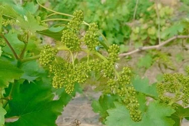 巨峰葡萄追施什么肥料好？巨峰葡萄喷什么叶面肥结果多？巨峰葡萄叶面肥用...