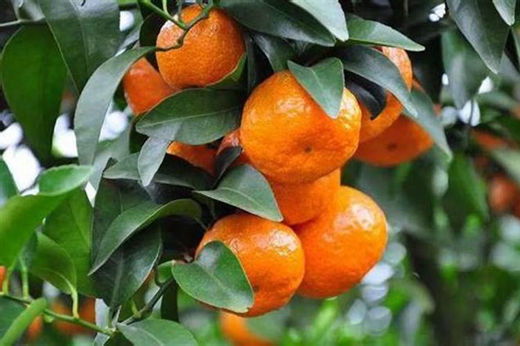 沙糖桔容易裂果用什么药预防