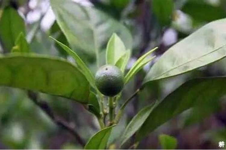 柑橘施肥的最佳时期是什么时候？