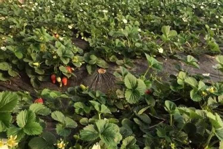 一般的蔬菜瓜果要用到什么肥料