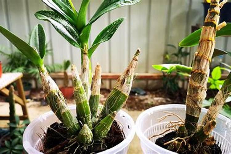 铁皮石斛春季怎样管理？石斛的管理