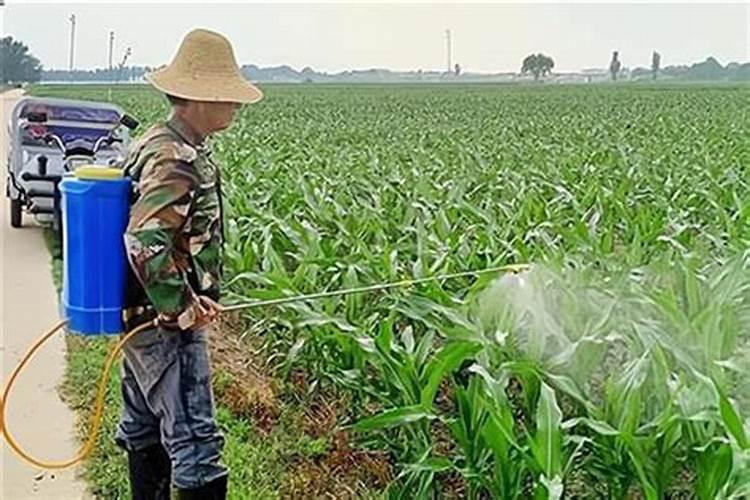 樱桃树用什么肥料好