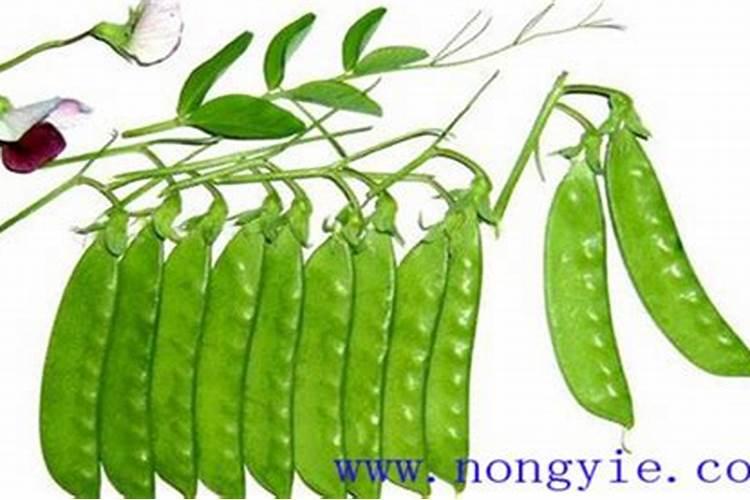 过磷酸钙是什么肥料种类(属于酸性肥料,适合什么作物)