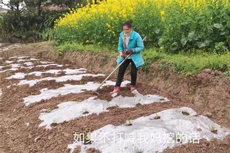 尿素可以浇月季花吗